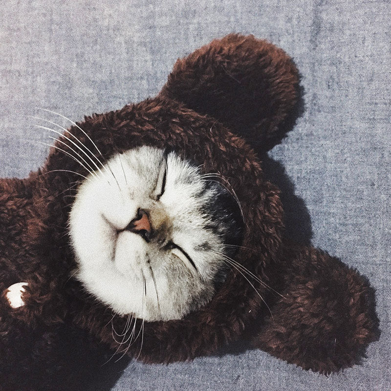 Premium Pet Hoodies