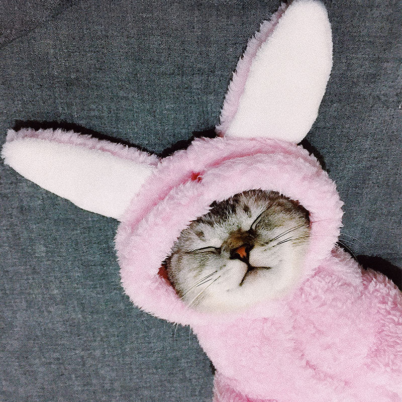 Premium Pet Hoodies