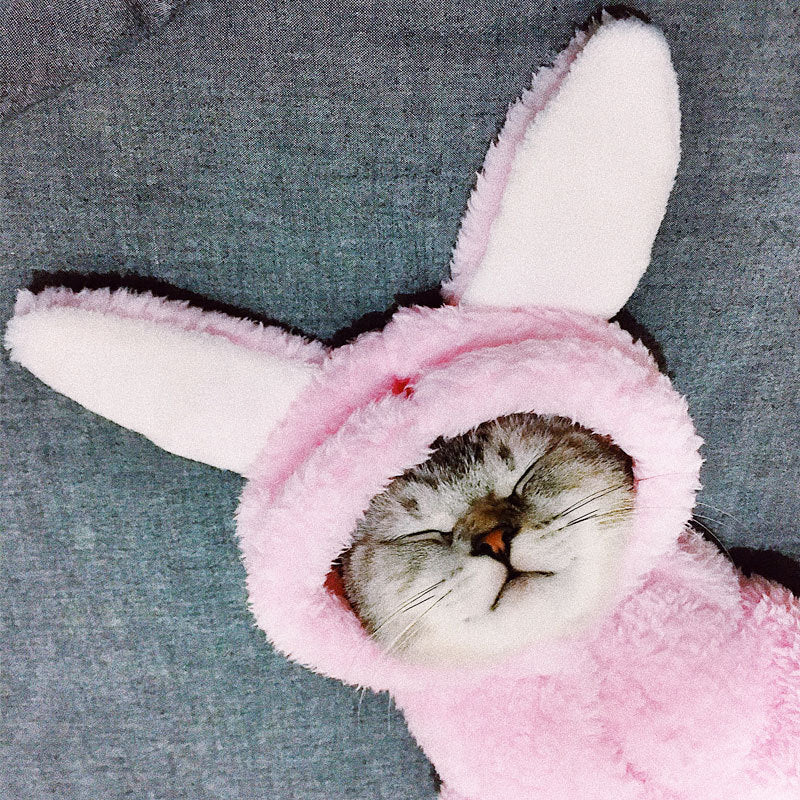 Premium Pet Hoodies