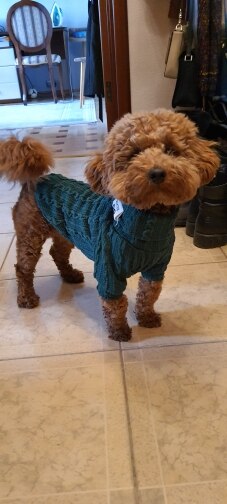 Premium Turtleneck Sweater