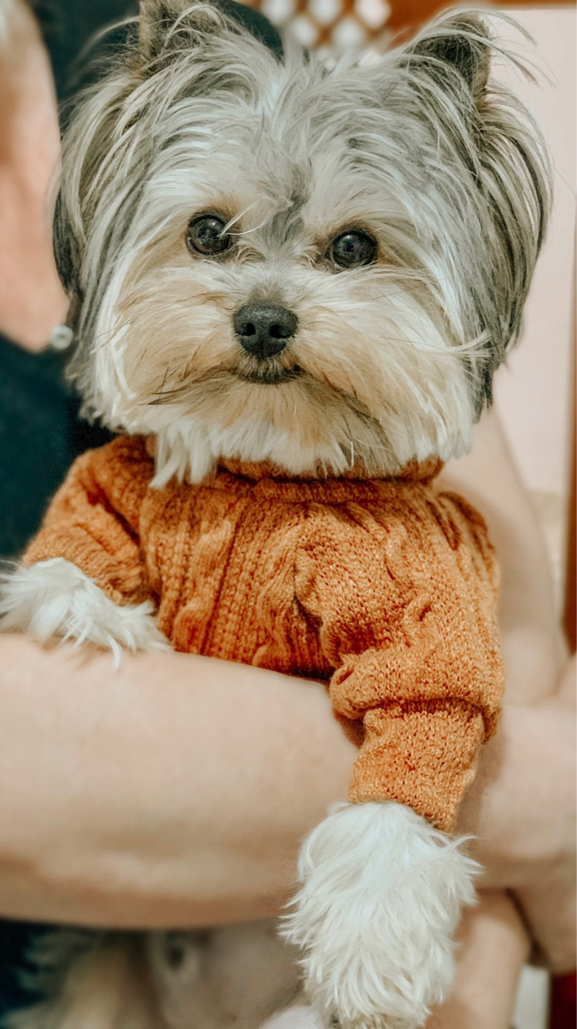 Premium Turtleneck Sweater